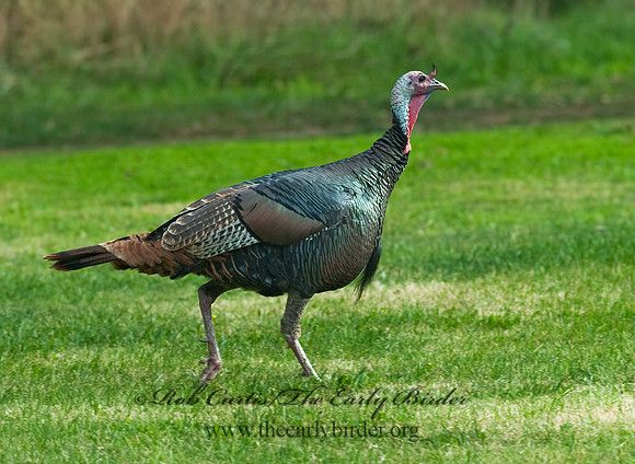 Meleagris gallopavo  WILD TURKEY 7017791+