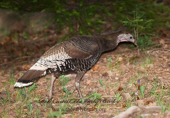 Meleagris gallopavo  WILD TURKEY 6026992+