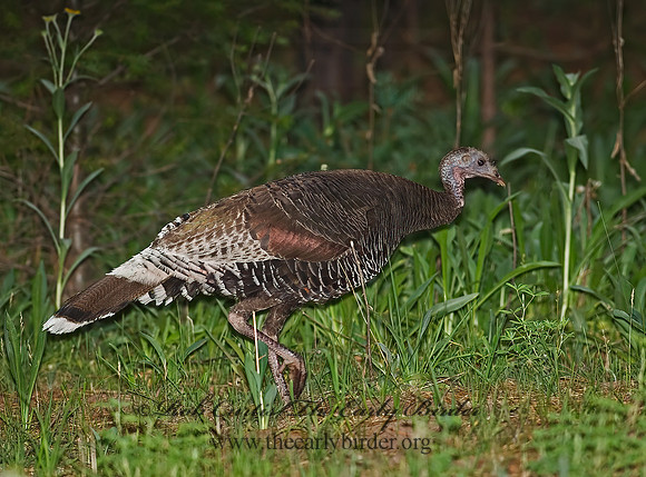 Meleagris gallopavo  WILD TURKEY 6026997+