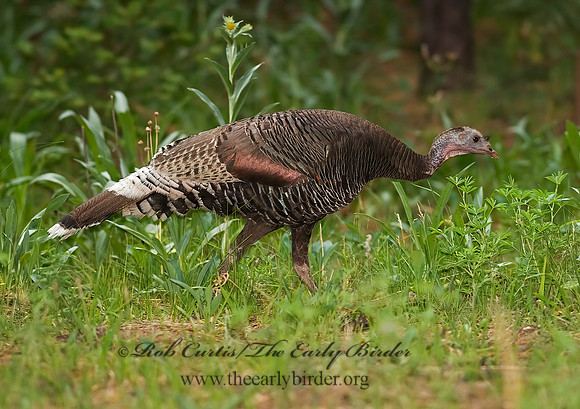 Meleagris gallopavo  WILD TURKEY 6026999+