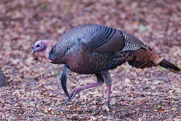 Meleagris gallopavo  WILD TURKEY 7017796+
