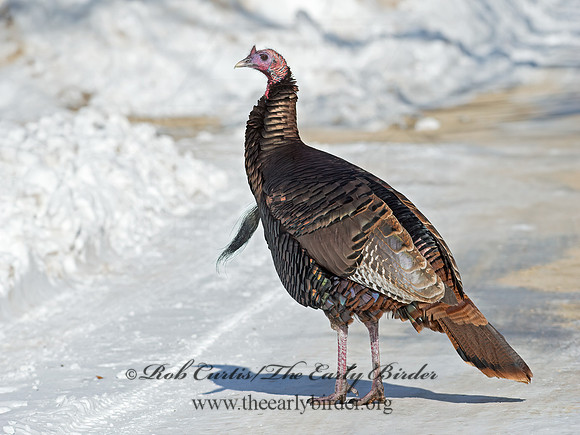 Meleagris gallopavo  WILD TURKEY 9065877+
