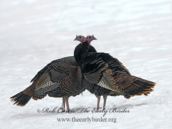 Meleagris gallopavo  WILD TURKEY 3017006+
