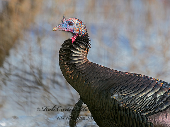 Meleagris gallopavo  WILD TURKEY 3017869+