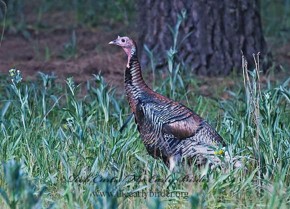 Meleagris gallopavo  WILD TURKEY 7009424+