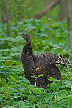 Meleagris gallopavo  WILD TURKEY 6004901+