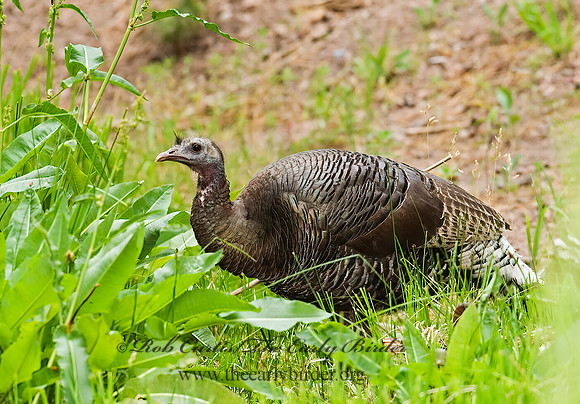 Meleagris gallopavo  WILD TURKEY 6026988+