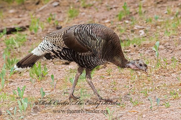 Meleagris gallopavo  WILD TURKEY 6026989+