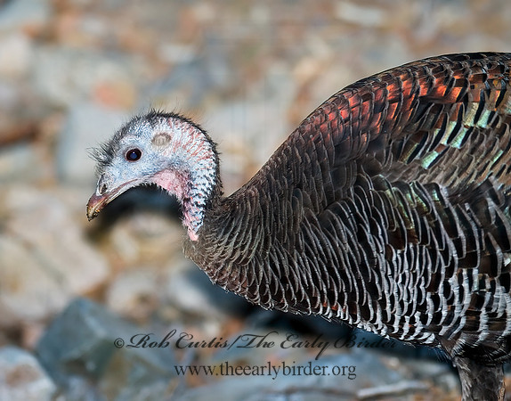 Meleagris gallopavo  WILD TURKEY 6025925+