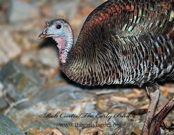 Meleagris gallopavo  WILD TURKEY 6025926+