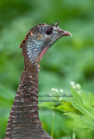 Meleagris gallopavo  WILD TURKEY 6004894+