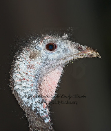 Meleagris gallopavo  WILD TURKEY 6025928+