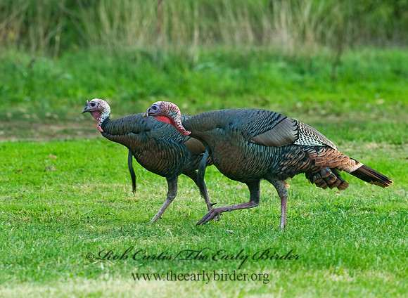 Meleagris gallopavo  WILD TURKEY 7017793+