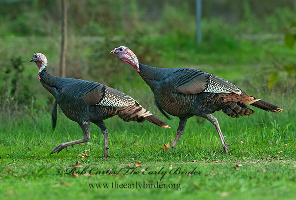 Meleagris gallopavo  WILD TURKEY 7017794+