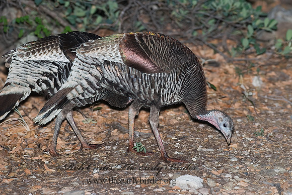 Meleagris gallopavo  WILD TURKEY 6025929+