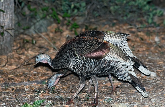 Meleagris gallopavo  WILD TURKEY 6025931+