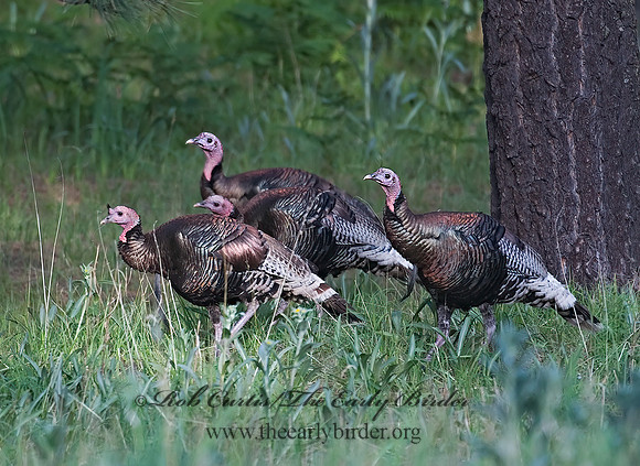 Meleagris gallopavo  WILD TURKEY 7009415+