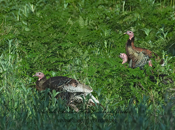 Meleagris gallopavo  WILD TURKEY 7009416+