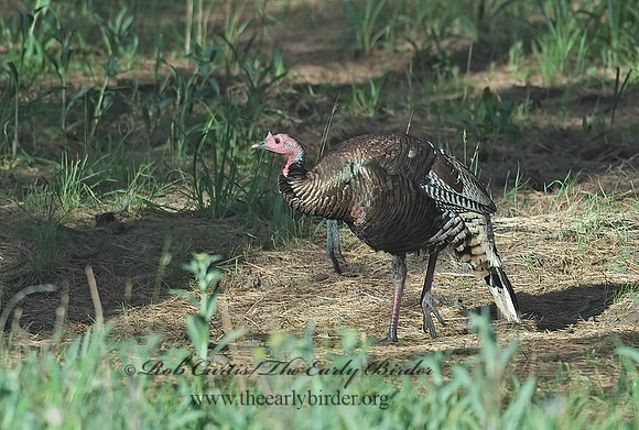 Meleagris gallopavo  WILD TURKEY 7009421+