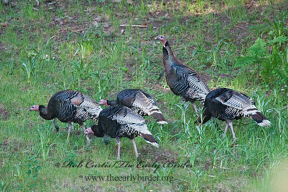 Meleagris gallopavo  WILD TURKEY 7009426+