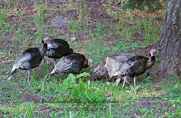 Meleagris gallopavo  WILD TURKEY 7009429+