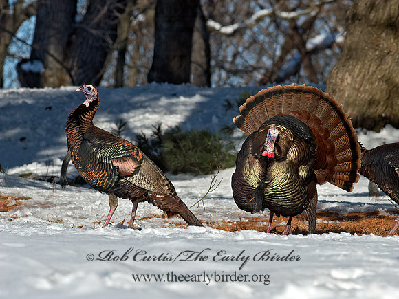 Meleagris gallopavo  WILD TURKEY 9065870+