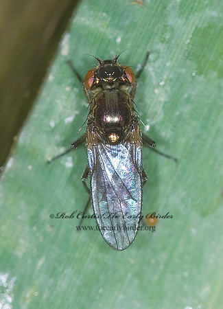 Ephydra or Setacera  SHORE FLY 6013183z