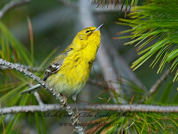 Setophaga pinus  PINE WARBLER 8028168 z