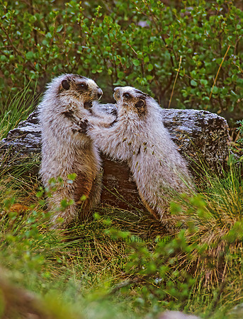 Marmota calligata  HOARY MARMOT 235018z