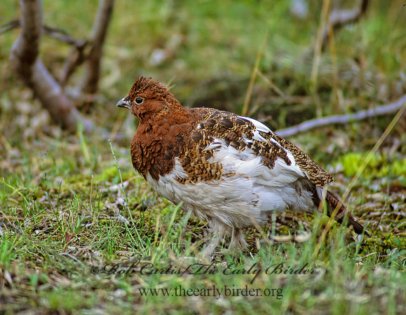 Lagopus lagopus  WILLOW PTARMIGAN 234920+