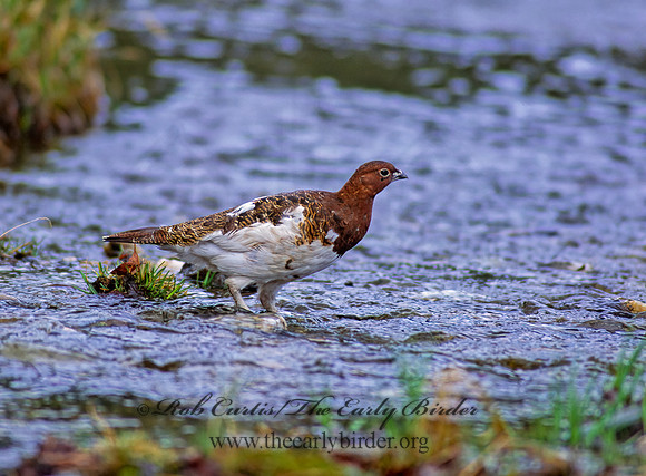 Lagopus lagopus  WILLOW PTARMIGAN 234832+