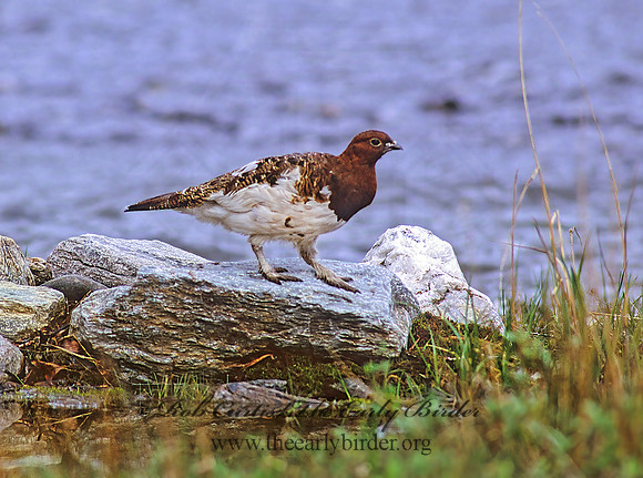 Lagopus lagopus  WILLOW PTARMIGAN 234835+