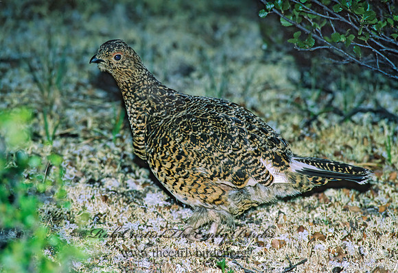Lagopus lagopus  WILLOW PTARMIGAN 240436+