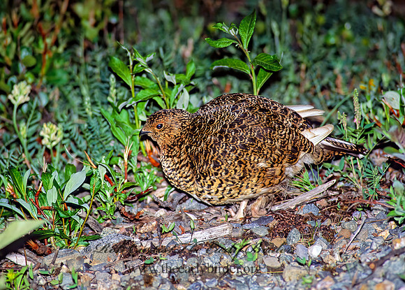 Lagopus lagopus  WILLOW PTARMIGAN 240702+