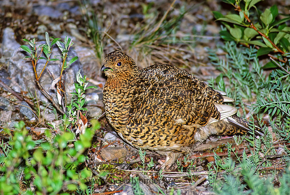 Lagopus lagopus  WILLOW PTARMIGAN 240707+