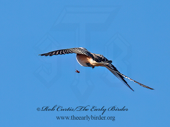 Tyrannus forficatus SCISSOR-TAILED FLYCATCHER 9091866z