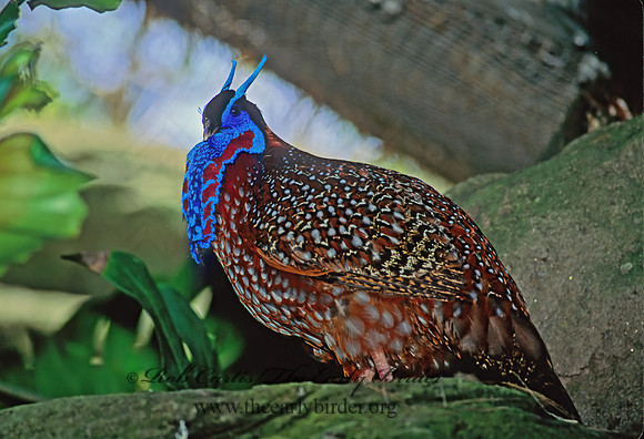 Tragopan temminckii  TEMMINCK'S TRAGOPAN 126635+