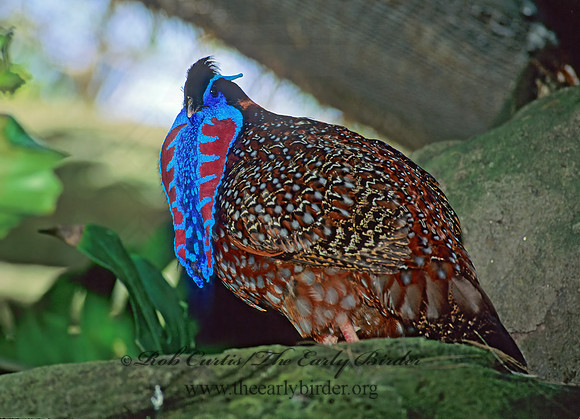 Tragopan temminckii  TEMMINCK'S TRAGOPAN 126636+
