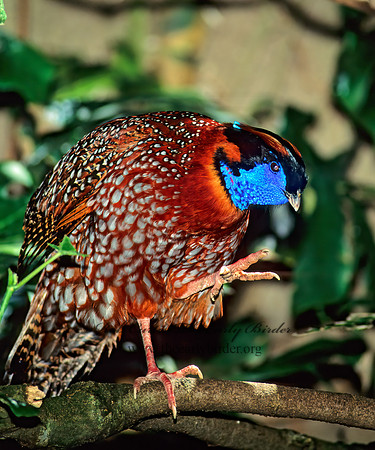 Tragopan temminckii  TEMMINCK'S TRAGOPAN 126633+