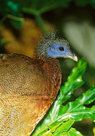 Arqusianus argus  ARGUS PHEASANT 160307+
