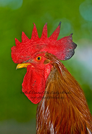 Gallus gallus  DOMESTIC CHICKEN 5010863