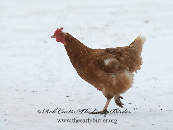 Gallus gallus  DOMESTIC CHICKEN 9065752+