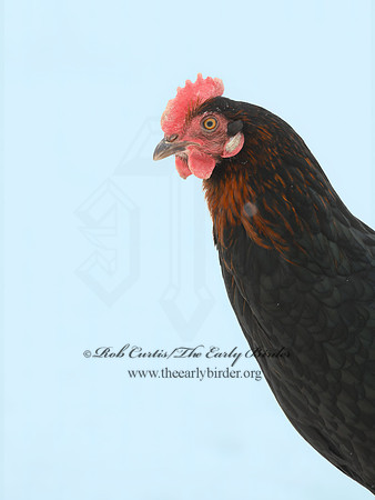 Gallus gallus  DOMESTIC CHICKEN 3017270+
