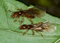 Lasius claviger SMALLER YELLOW ANT5016652z