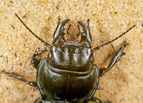 Pasimachus strenuus PEDUNCULATE GROUND BEETLE 262215z