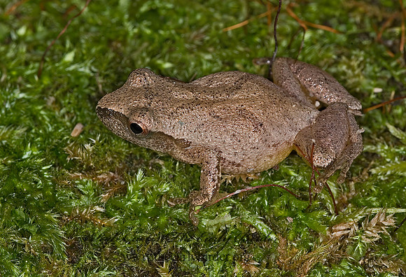 Pseudacris crucifer  SPRING PEEPER 6016843a z
