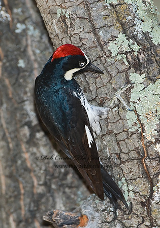 Melanerpes formicivorus  ACORN WOODPECKER 7007550