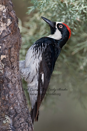Melanerpes formicivorus  ACORN WOODPECKER 7007526+