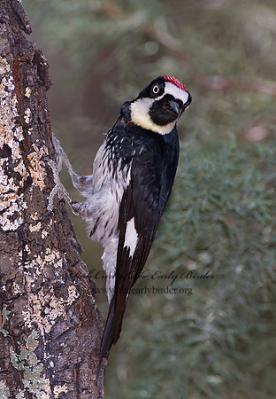 Melanerpes formicivorus  ACORN WOODPECKER 7007543