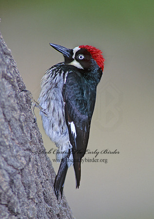 Melanerpes formicivorus  ACORN WOODPECKER 73409
